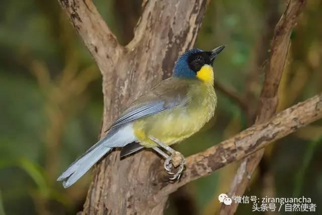 中国生物多样性红色名录（鸟类）：极危鸟类15种