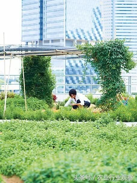 大干货｜新加坡农业5大创新玩法：90%都是被逼出来的！
