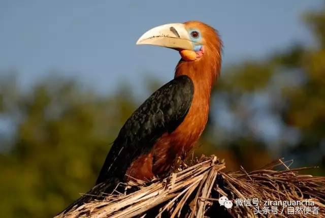 中国生物多样性红色名录（鸟类）：极危鸟类15种