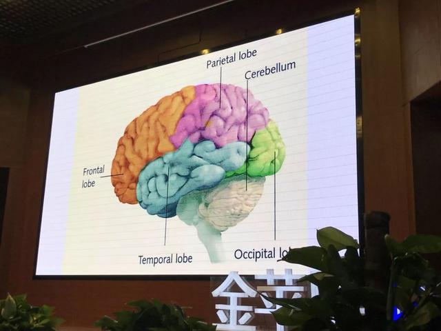 教孩子需要懂点脑科学