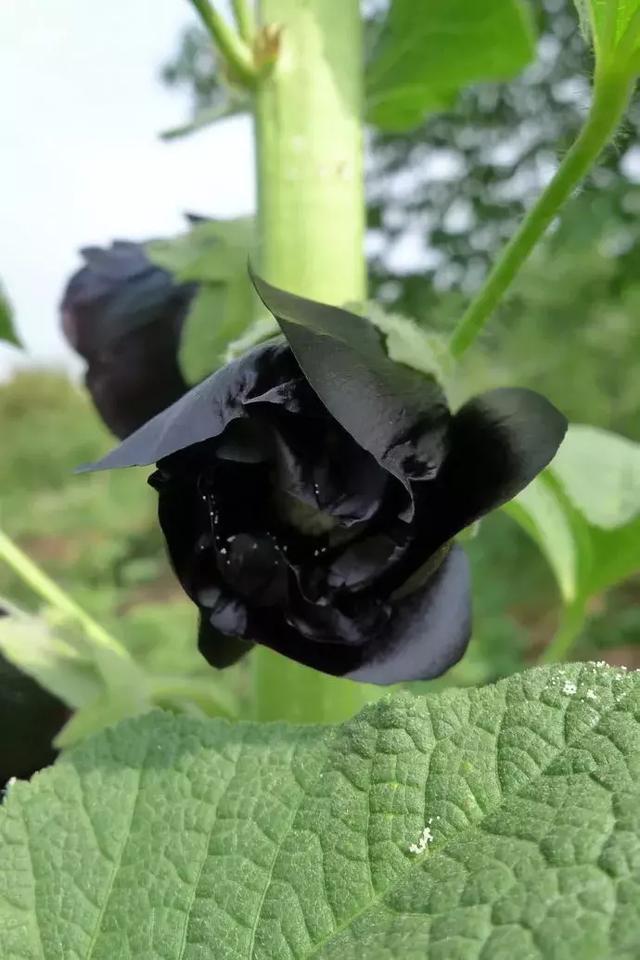 盘点植物界黑色珍品花卉