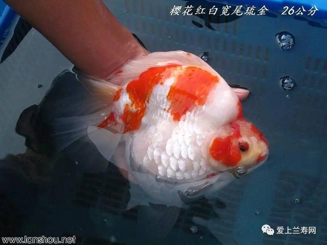 你见过天价金鱼吗？玩家披露自报家门，5位数金鱼的真实价值