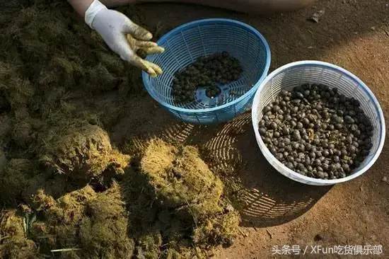 400块才能喝一杯！知道制作过程你可能会吐…