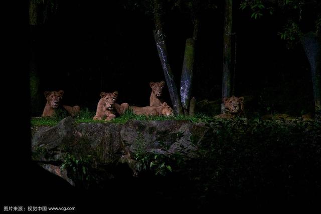 世界上最高的摩天轮、夜间野生动物园，新加坡还有多少惊喜？