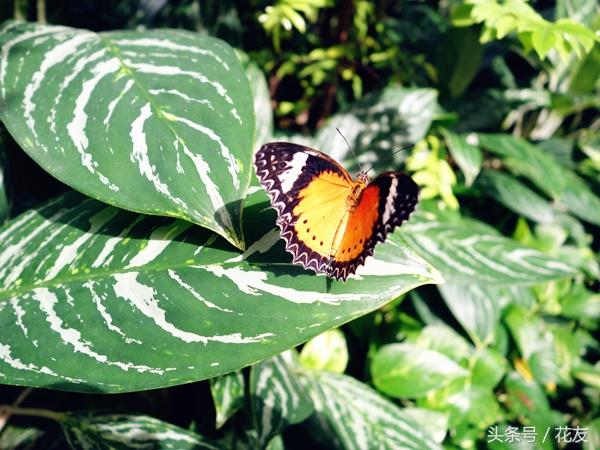 花友花游：新加坡樟宜机场——新加坡爱花、赏花之旅