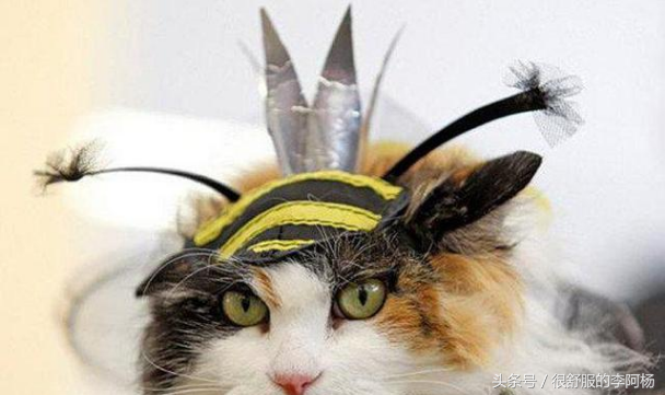 乌克兰猫咪秀，图二是比努斯大人吗？
