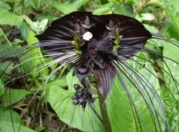 盘点植物界黑色珍品花卉