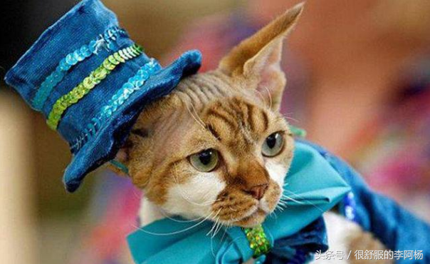 乌克兰猫咪秀，图二是比努斯大人吗？