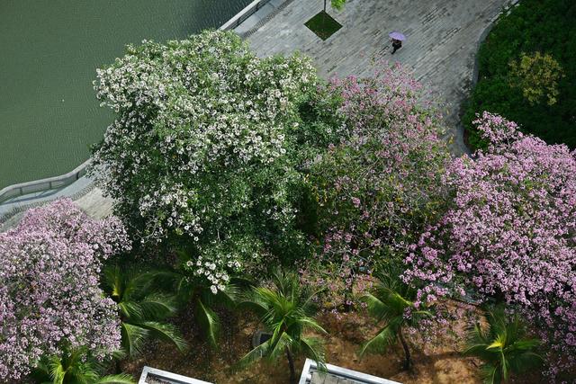 新加坡风铃木花盛开
