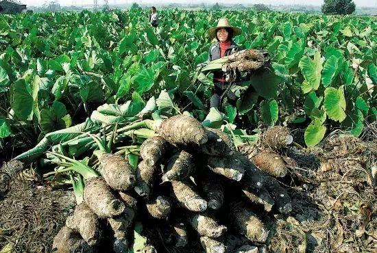 「关注」花都“芋中之王”上线！会“游泳”的芋头你吃过没？