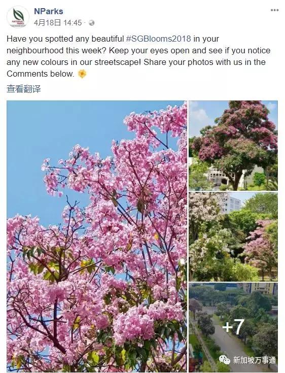新加坡也有人间四月天，花开满城美得不像话