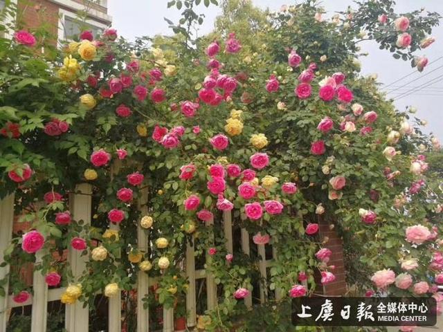 悠游玫瑰园变着法儿卖“花”钱