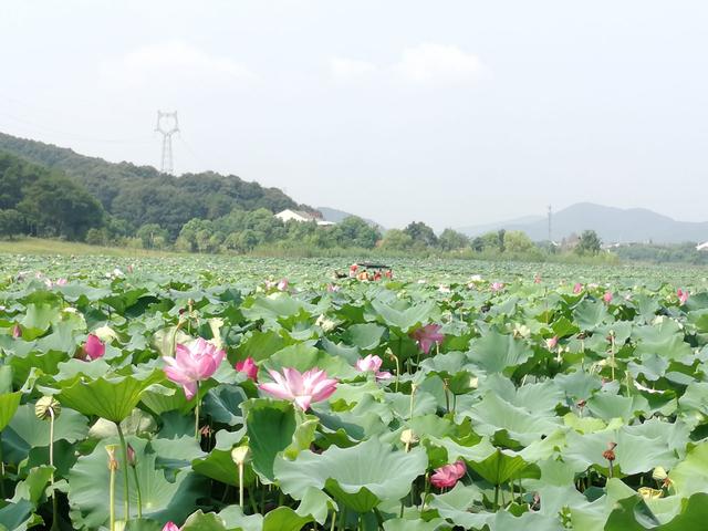 以“莲”为媒，武汉市蔡甸区打造莲藕“朋友圈”助百姓增收致富