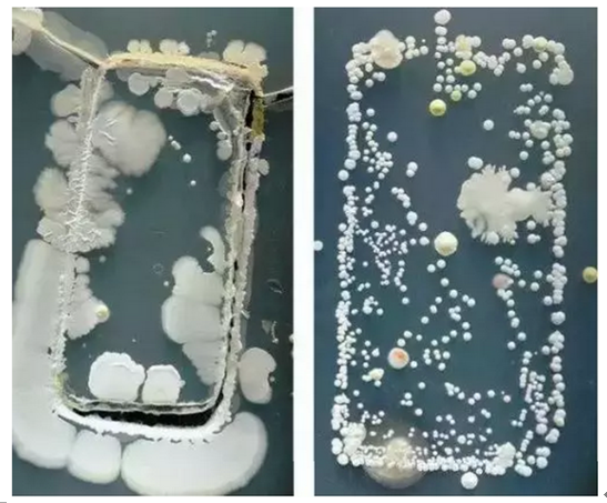 99%新加坡人中招！每天抱着吃饭睡觉的东西，竟比马桶还脏
