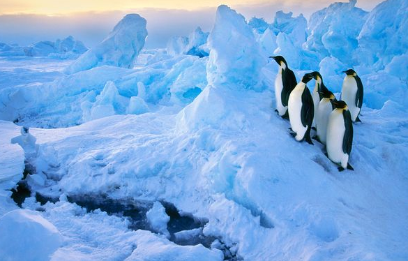 杭州人11月可“直飞”去南极 去南北极旅游或成新热门