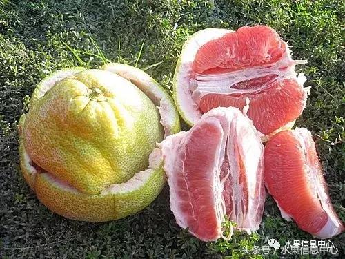 柚子品种产地大揭秘