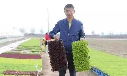 这个农民18年只种1种菜，却赚下了10亿家产？看完他的做法，你就相信了！
