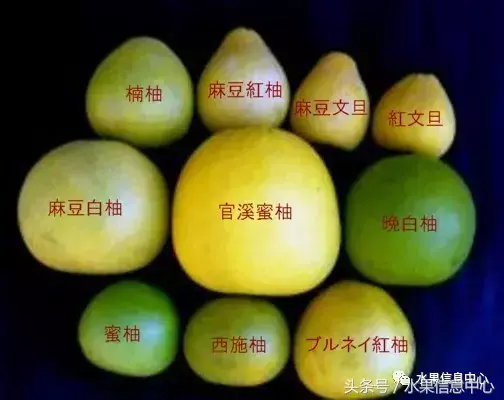 柚子品种产地大揭秘