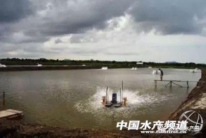 打造水产养殖“硅谷”！林虾集团要在全球大搞“水上村庄养虾场”，中国项目现已动工！