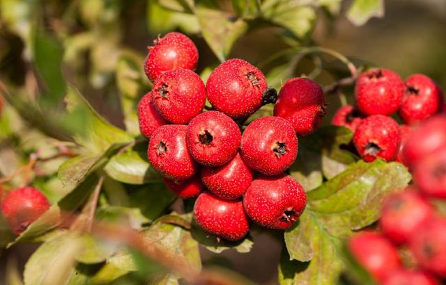 山里红别名红果，满山遍野绿色丛中悬挂着红艳艳的小果实十分艳丽