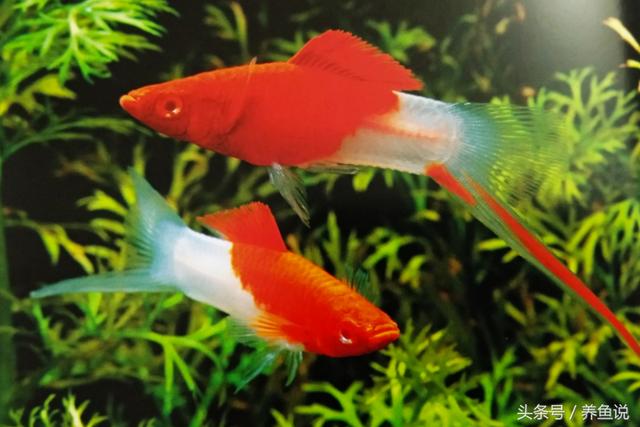 红白剑尾鱼，它们的红色和白色分配是随机的