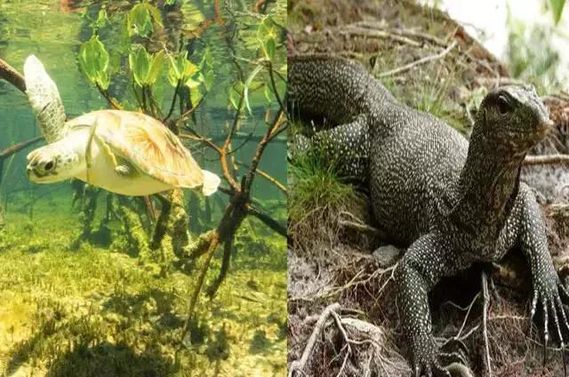 海岛中的“小鲜肉”，新加坡的后花园，这个绝美海岛你不能不知道！