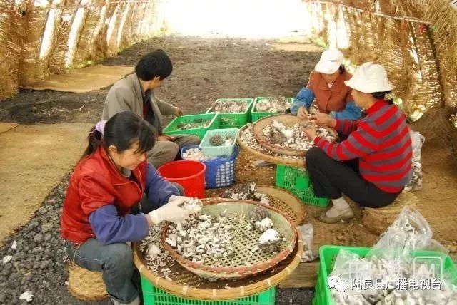 来款款陆良的特色农业！正源源不断地进军国内外市场