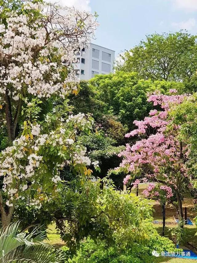 新加坡也有人间四月天，花开满城美得不像话