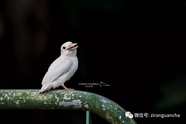最近几天，新加坡一只白化的白领翡翠幼鸟成了“网红”