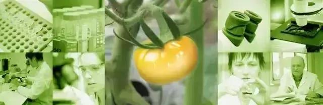 美白新品｜以色列科学家12年研发特种水晶番茄，2周“漂白”肌肤