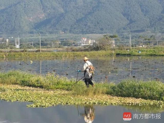 肇庆村民养鲤鱼年入超百万！“85后”回乡创业擦亮“肇实”品牌