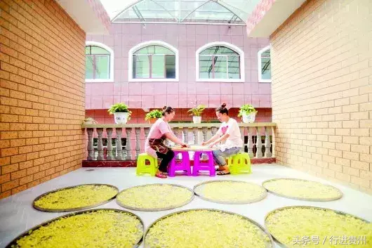 产业硕果累累 百姓喜笑颜开——贵州织金县农业产业发展新气象