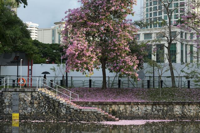 新加坡风铃木花盛开