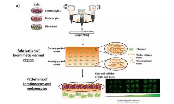 科学家发现新的3D生物打印技术，可生成具有复杂孔隙结构自然色素的人体皮肤