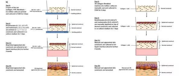 科学家发现新的3D生物打印技术，可生成具有复杂孔隙结构自然色素的人体皮肤