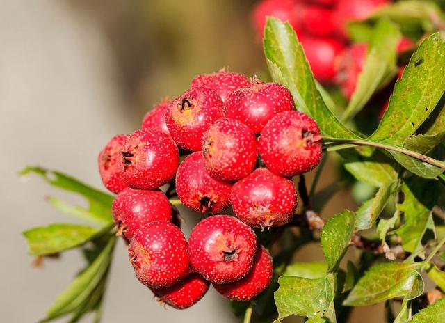 山里红别名红果，满山遍野绿色丛中悬挂着红艳艳的小果实十分艳丽