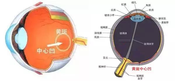 「科普」认识一下眼睛的心脏——黄斑