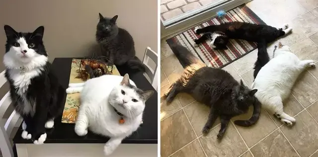 ins上这只大肥猫火了！坐拥7.8万粉丝，还“领导”一群小鸡……