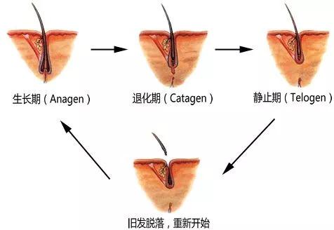 一抹唤醒“瘫痪”毛囊，头发就这么长出来，拯救消失的发际线！