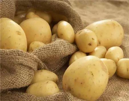 世界马铃薯市场第三季度行情—葡萄牙、荷兰
