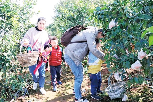 味甜多汁“中国芯” 新津柑橘引爆网络走向海外