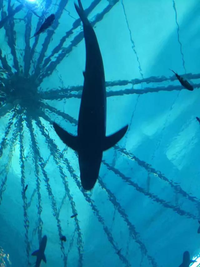 新加坡S.E.A水族馆