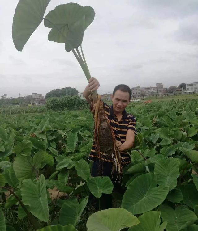 「关注」花都“芋中之王”上线！会“游泳”的芋头你吃过没？