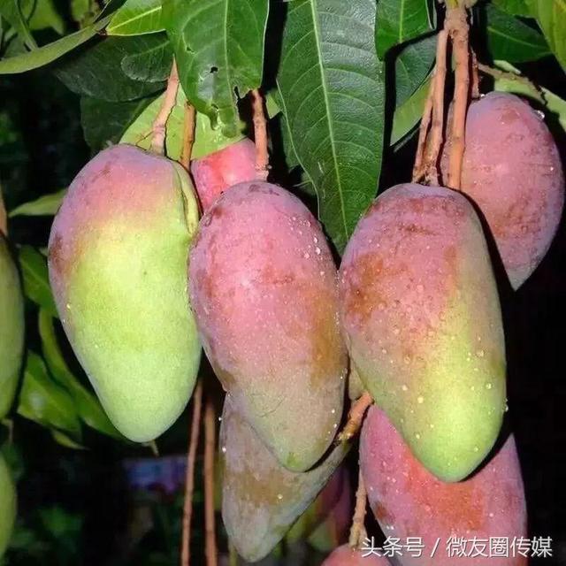 每每春末夏初三亚热带水果中芒果就是丰收的季节也是最好吃的季节