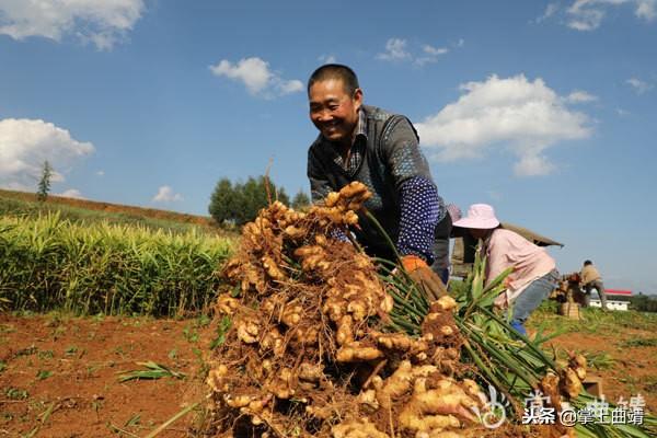 罗平姜香飘四方