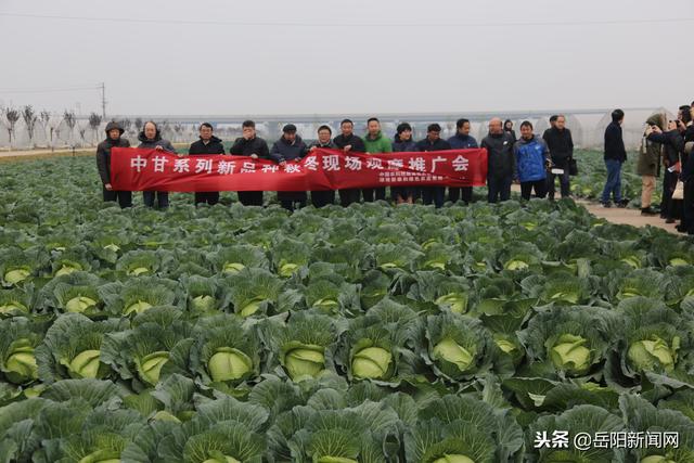 岳阳为全国甘蓝生产“闯关开道”