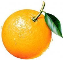 橙子——金环、黄果、柑子、柳丁