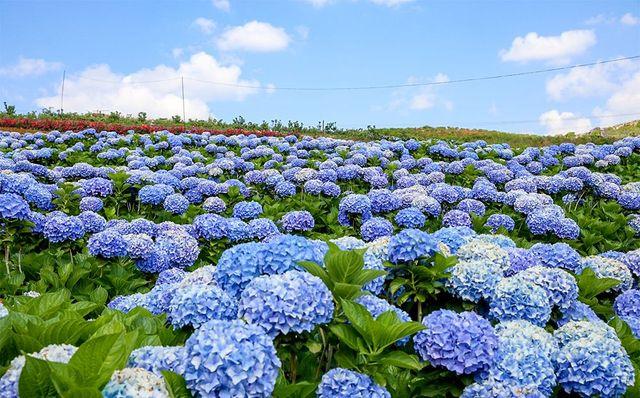 6月机票白菜价！深圳到抖音网红城市，最低只要275元！