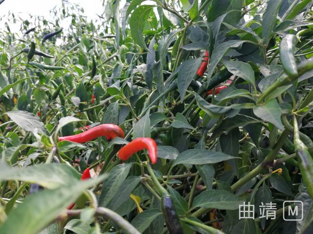 沾益：蔬菜地里开辟致富路