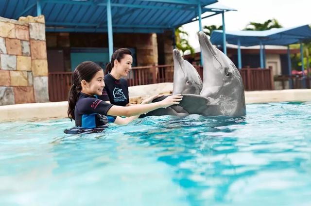 新加坡亲子独特体验：与海洋精灵海豚和魟鱼来个亲密接触